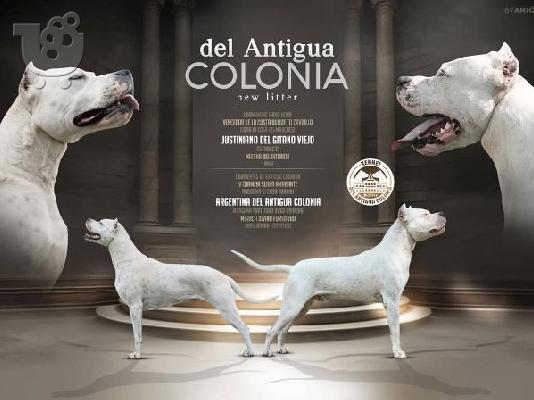 PoulaTo: Κουτάβια Dogo Argentino